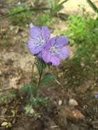 Phacelia strictiflora (Engelm. & Gray) A. Gray的圖片