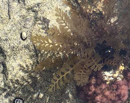 Imagem de Sargassum horneri