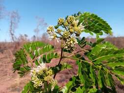 Imagem de Albizia mainaea Villiers