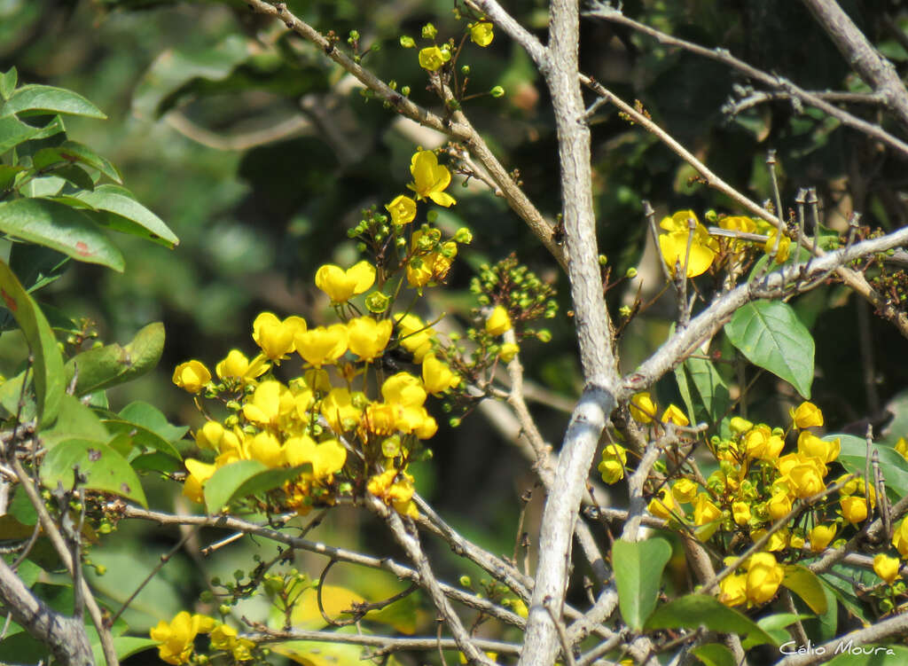 Chamaecrista ensiformis (Vell.) H. S. Irwin & Barneby resmi