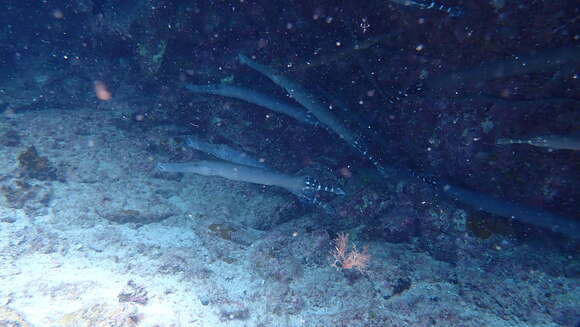 Image of Atlantic cornetfish