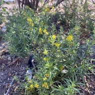 Image of Vahlia capensis (L. fil.) Thunb.