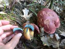 Image of Boletus carminiporus Bessette, Both & Dunaway 1998