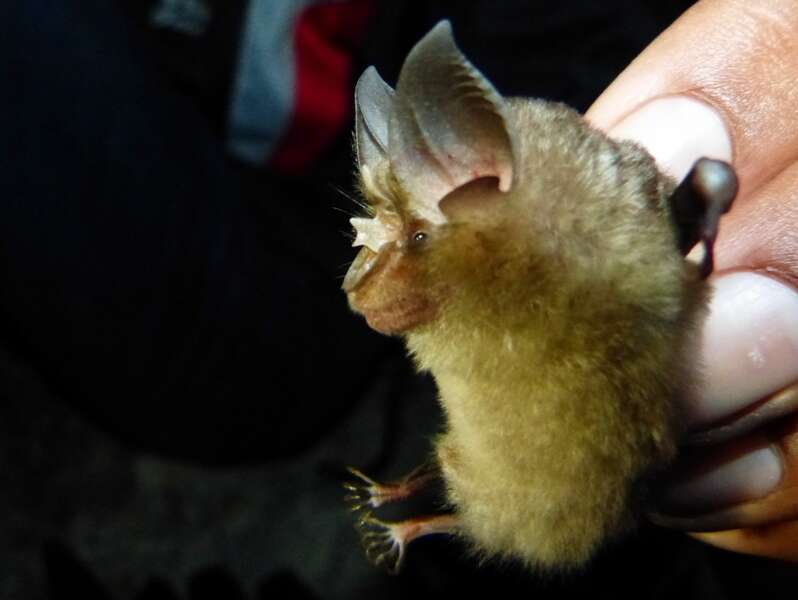 Image of Least Horseshoe Bat