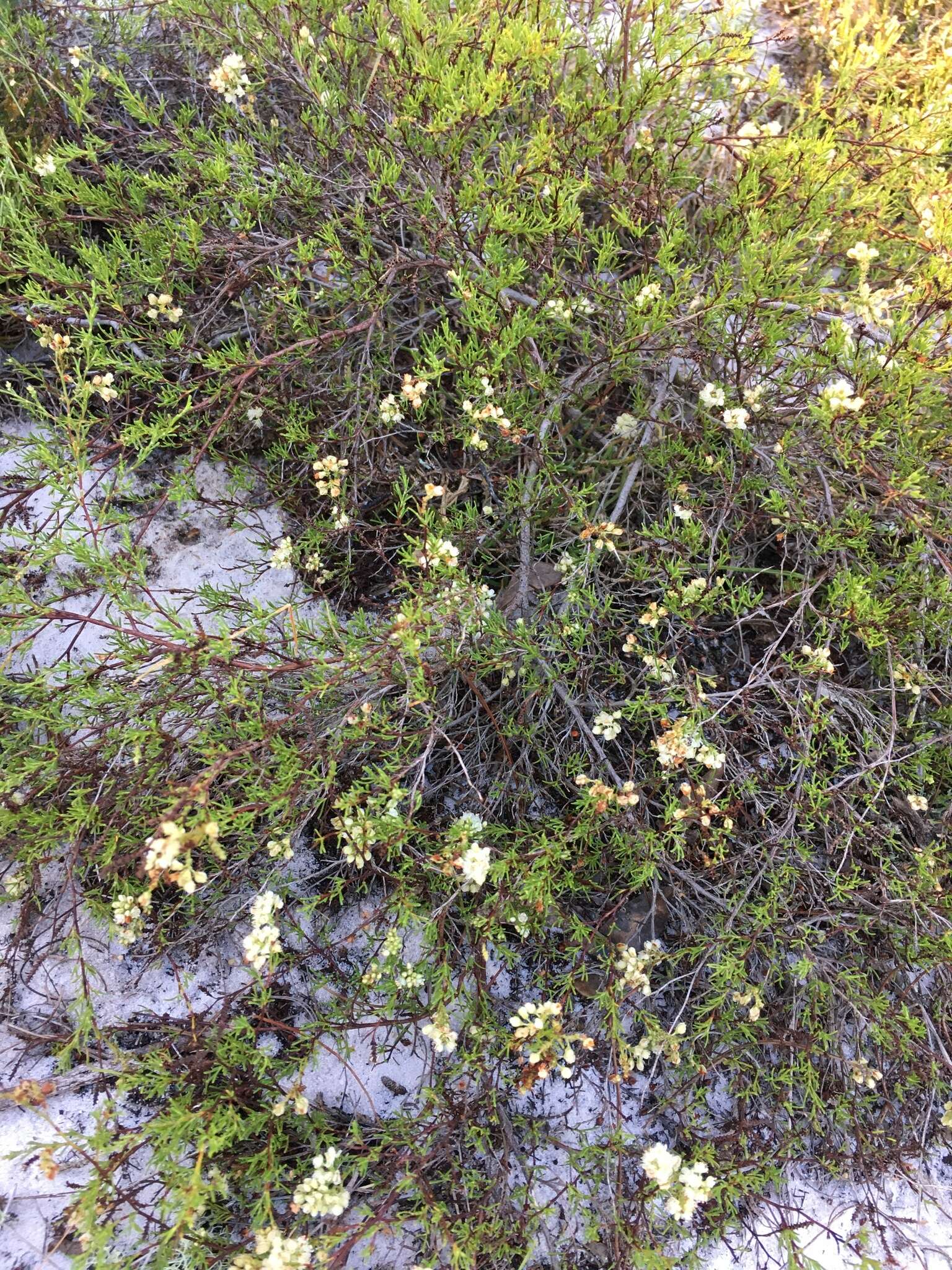 Image de Polygonella myriophylla (Small) Horton