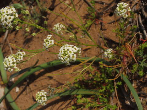 Image of Menonvillea linearis DC.