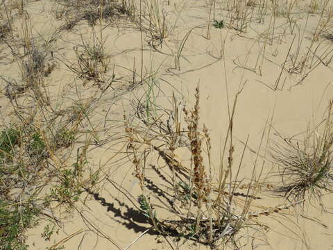 Image of Buckley's beardtongue