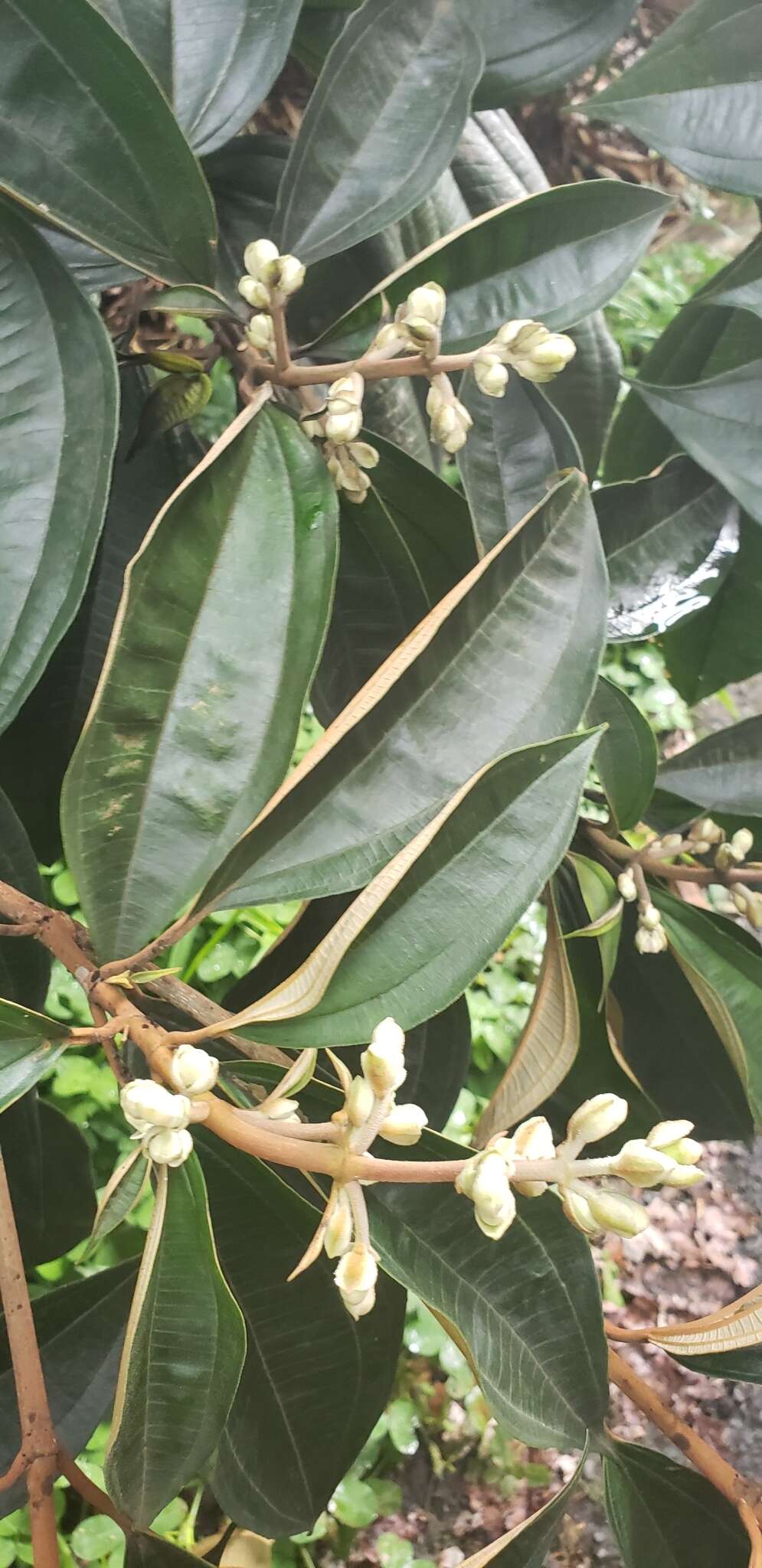 Imagem de Miconia mirabilis (Aubl.) L. O. Williams