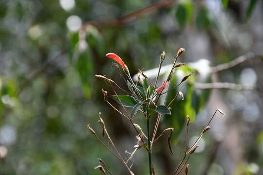 Image of Dicliptera sciadephora Donn. Sm.