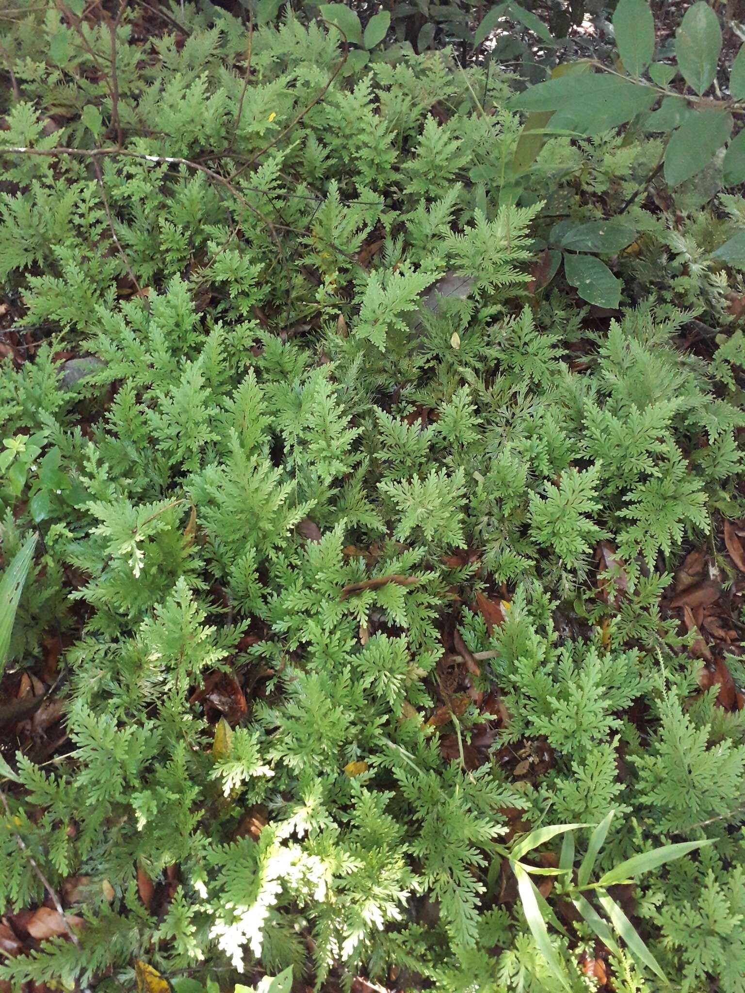 Image of Selaginella conduplicata Spring