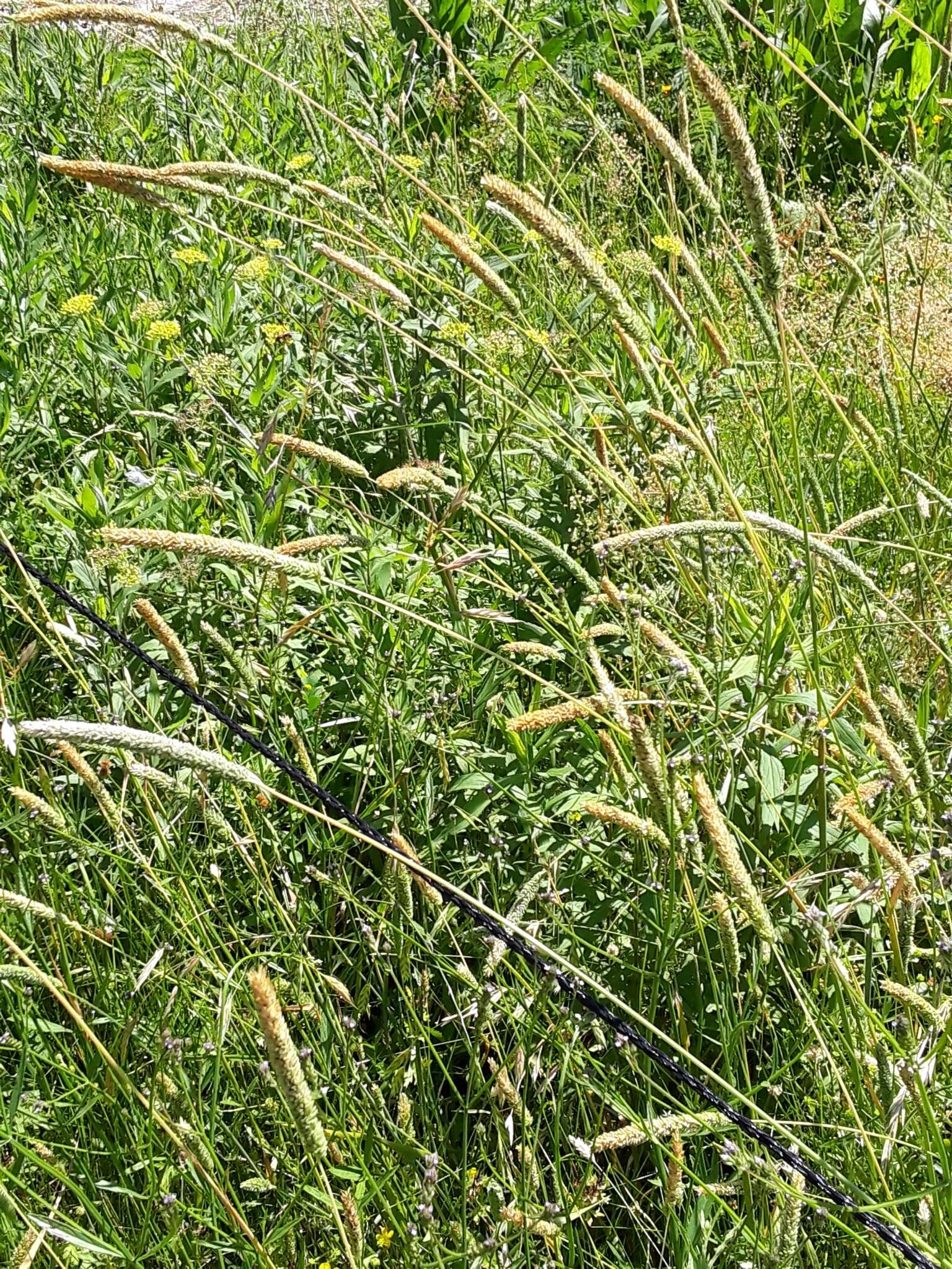 Image of timothy canarygrass