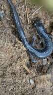 Image of Plethodon chattahoochee Highton ex Highton, Maha & Maxson 1989