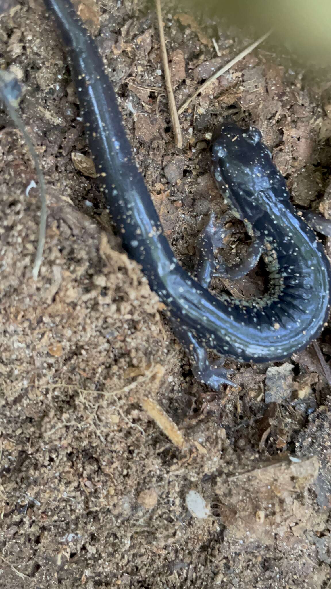 Image of Plethodon chattahoochee Highton ex Highton, Maha & Maxson 1989