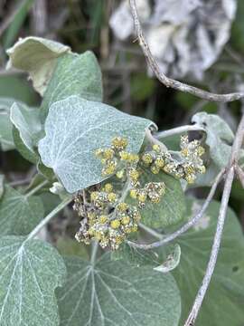 Image of Helichrysum populifolium DC.