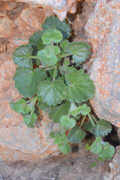 Lafuentea rotundifolia Lag. resmi