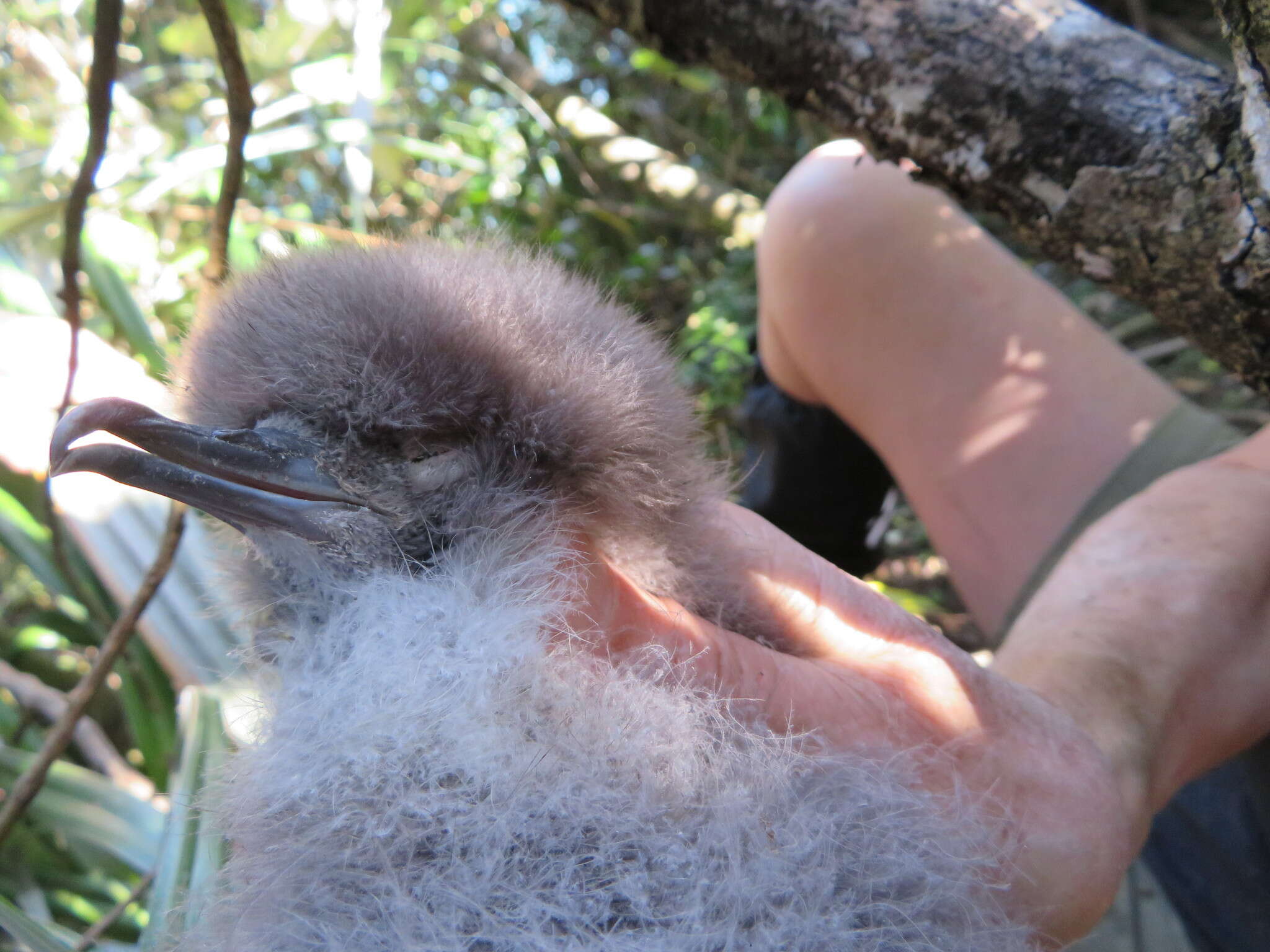 Puffinus assimilis haurakiensis Fleming, CA & Serventy 1943的圖片