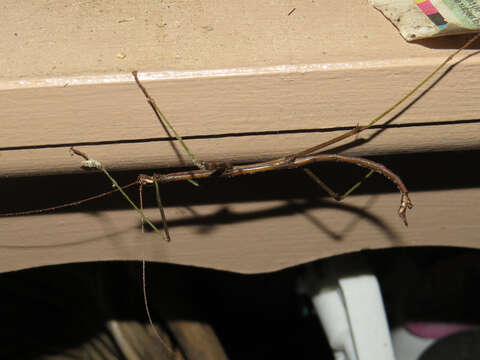 Image of Northern Walkingstick