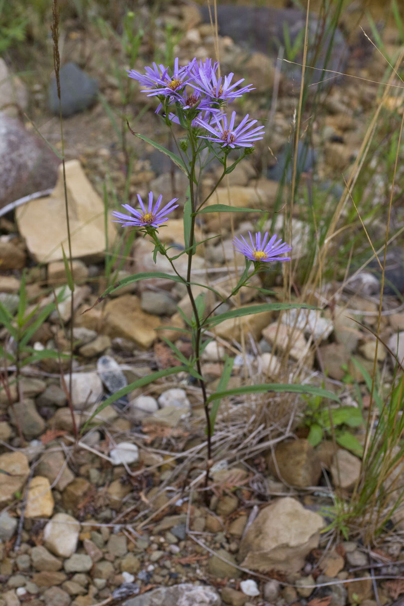 Image of Robyns' American-Aster