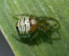 Image of Bijoaraneus praesignis (L. Koch 1872)