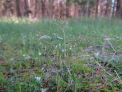 Image of silver hairgrass