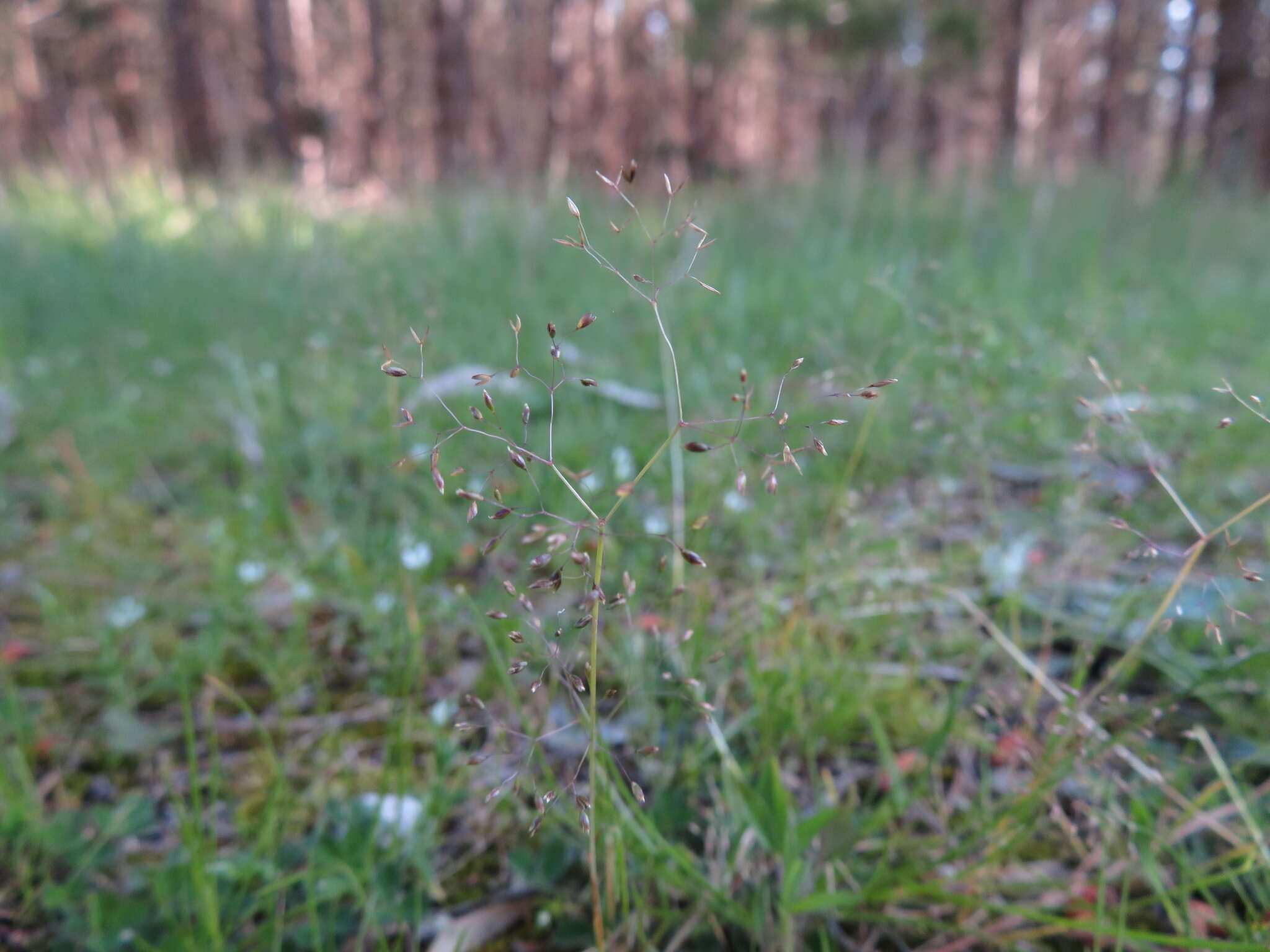 Image of silver hairgrass