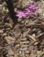 Image of Gyrandra chironioides Griseb.