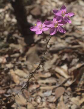 Image of Gyrandra chironioides Griseb.