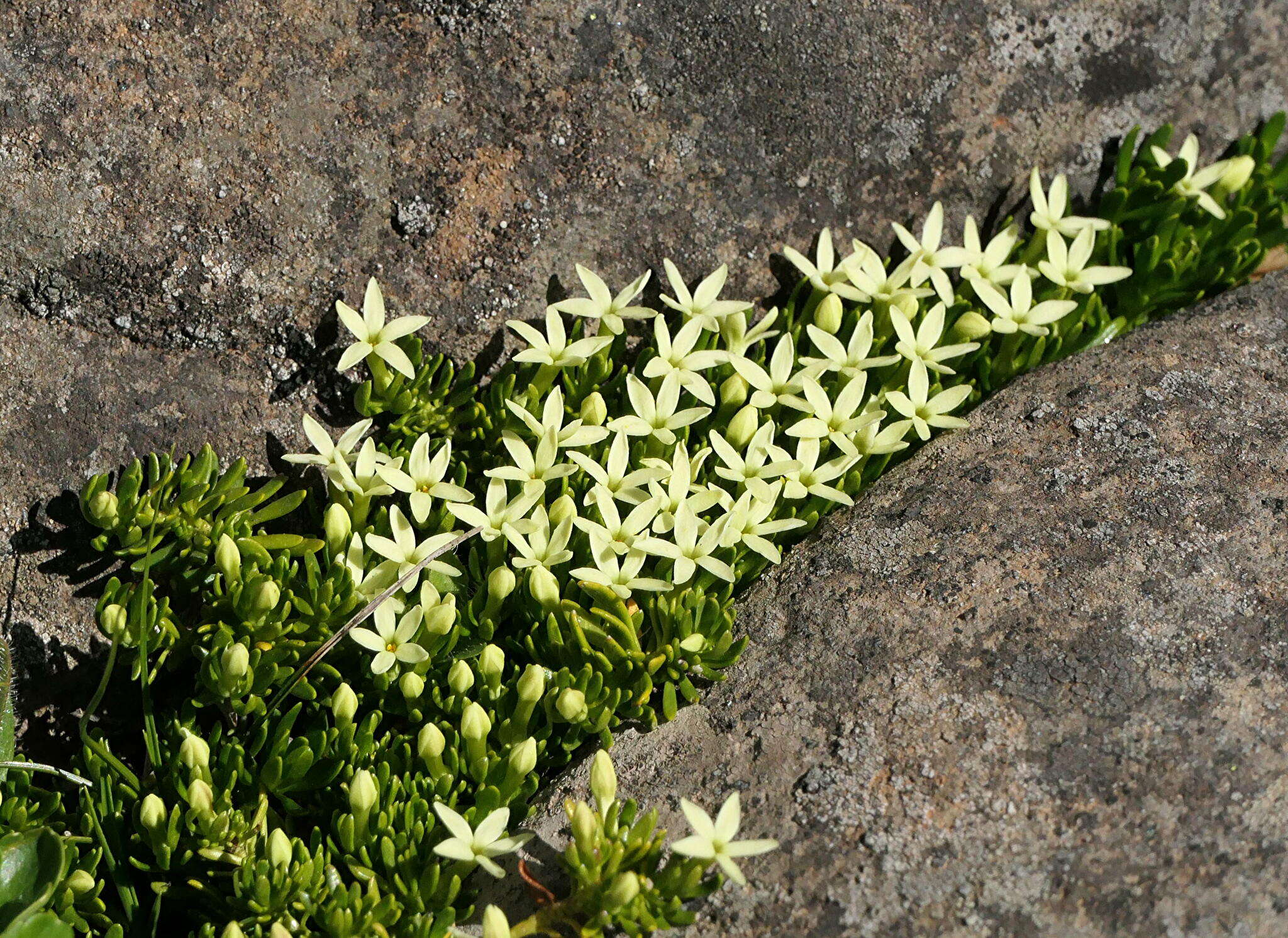 Image of Stackhousia pulvinaris F. Müll.