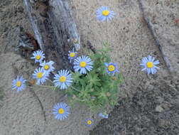 Image de Felicia amoena subsp. latifolia Grau