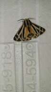 Image of Carlotta's Tiger Moth