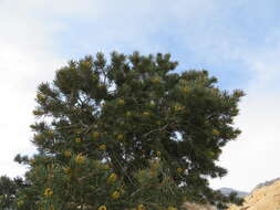 Image of singleleaf pinyon