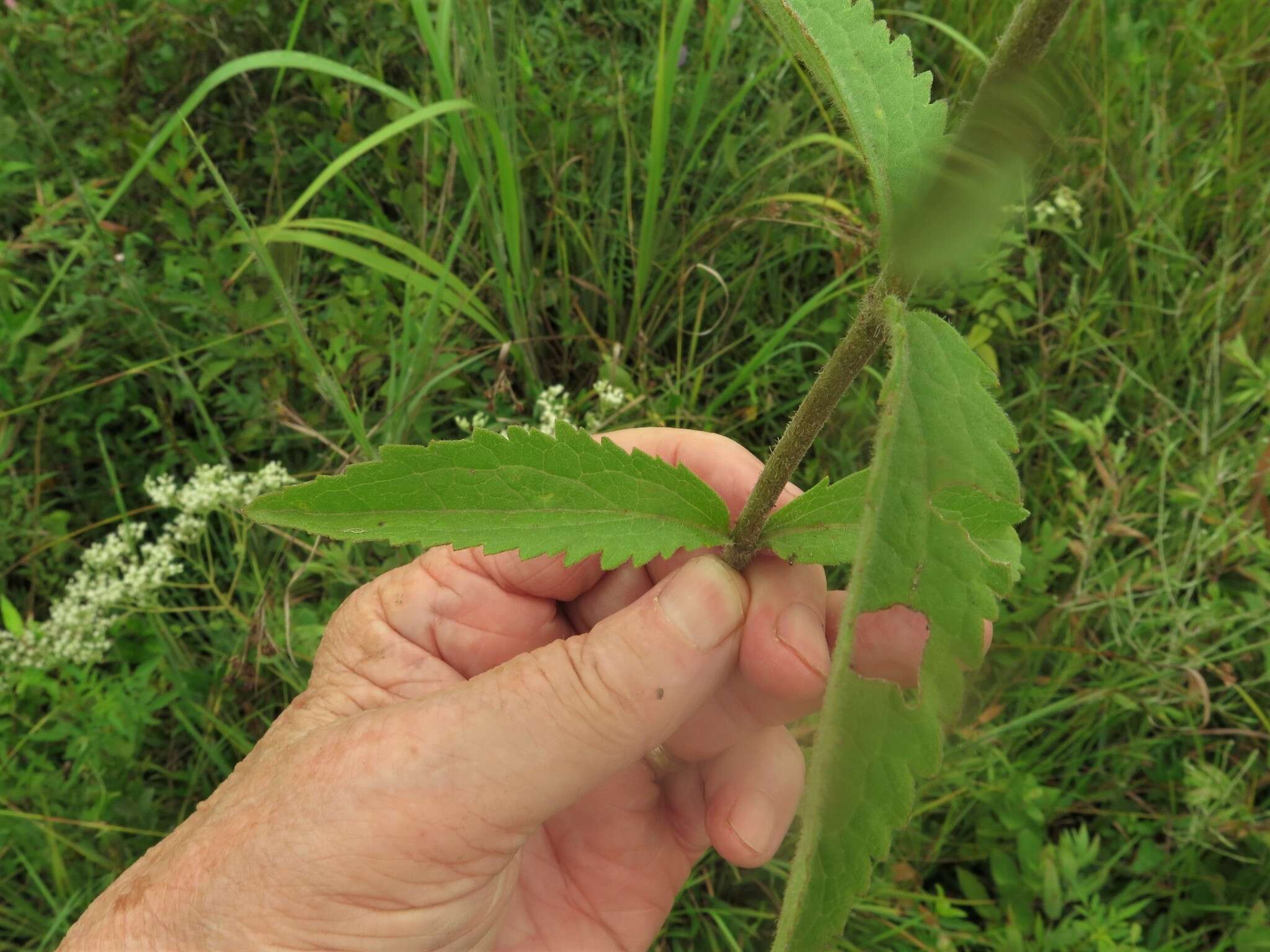 Eupatorium sullivaniae E. E. Schill.的圖片