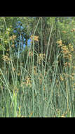 Image of Hardstem bulrush