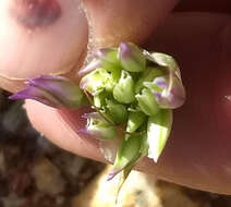 Image of fringed onion