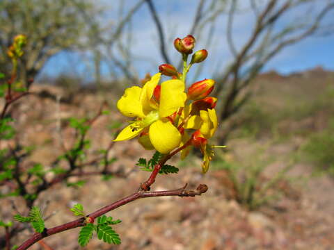 Image of <i>Erythrostemon placidus</i>