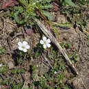 Image of Acanthophyllum cerastioides (D. Don) Madhani & Zarre