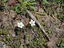 Image of Acanthophyllum cerastioides (D. Don) Madhani & Zarre