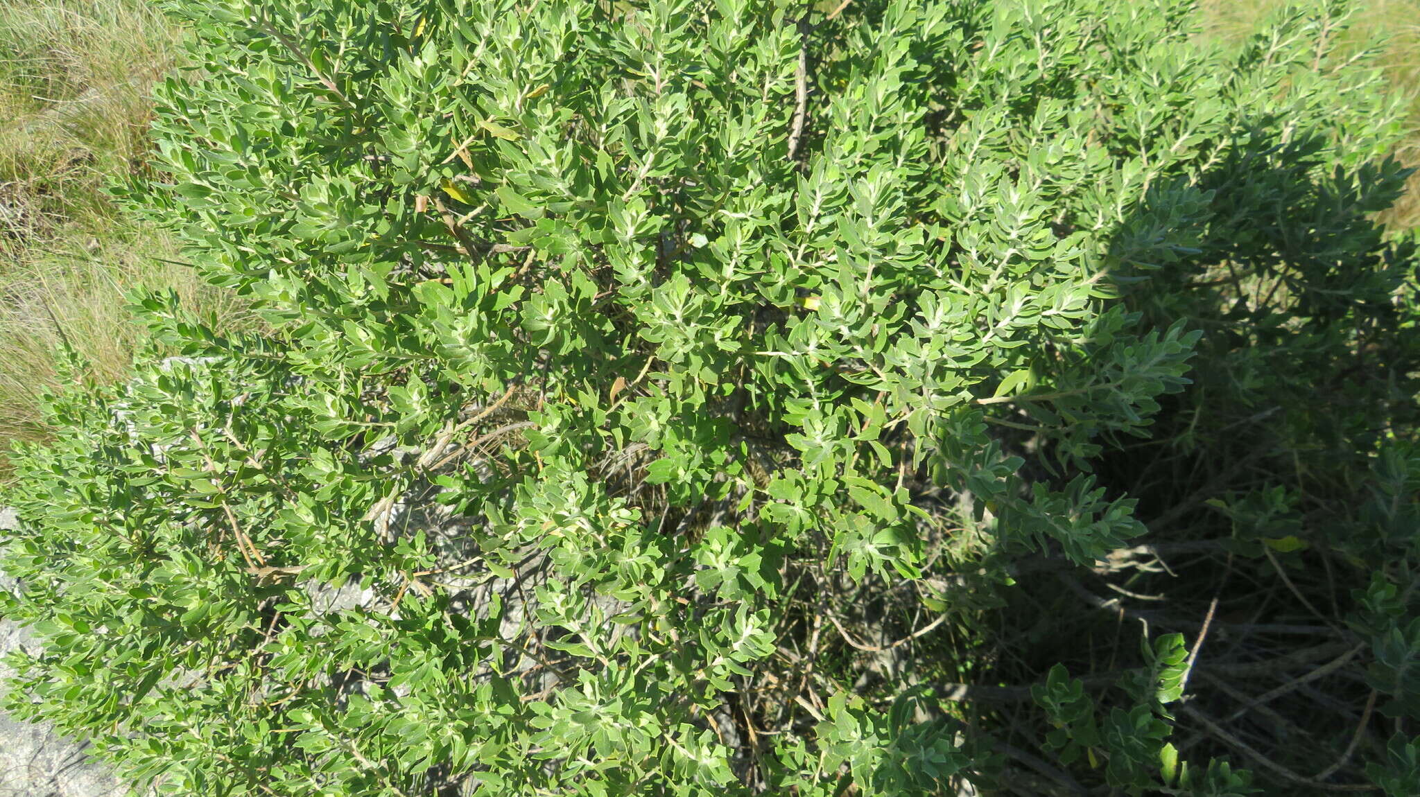 صورة Baccharis dracunculifolia subsp. tandilensis (Speg.) Giuliano