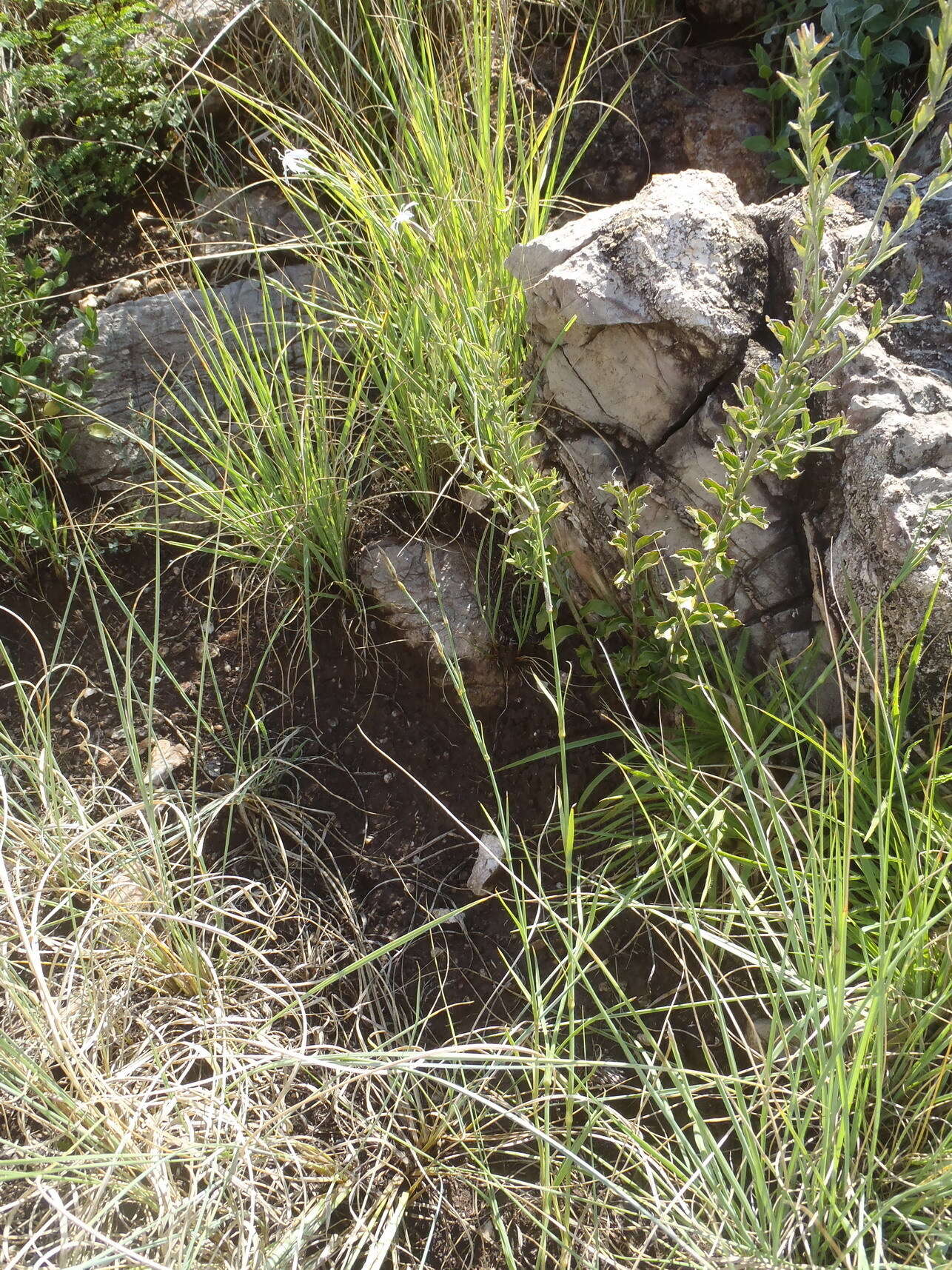 Image of Dianthus mooiensis subsp. mooiensis