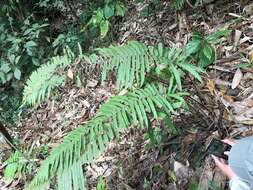 Image of Taiwan maiden fern