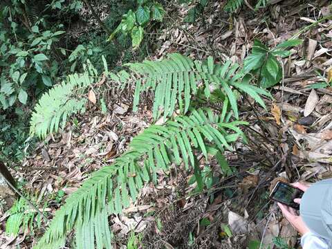 Sivun Sphaerostephanos taiwanensis (C. Chr.) Holtt. ex Kuo kuva