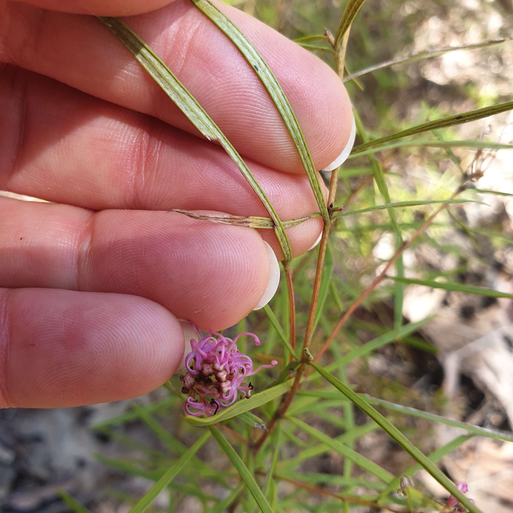 Image of Grevillea parviflora subsp. parviflora