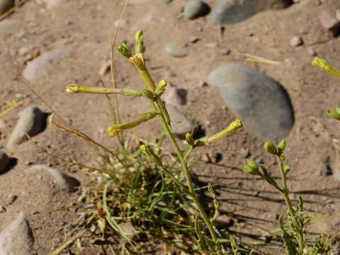 صورة Nicotiana noctiflora Hook.