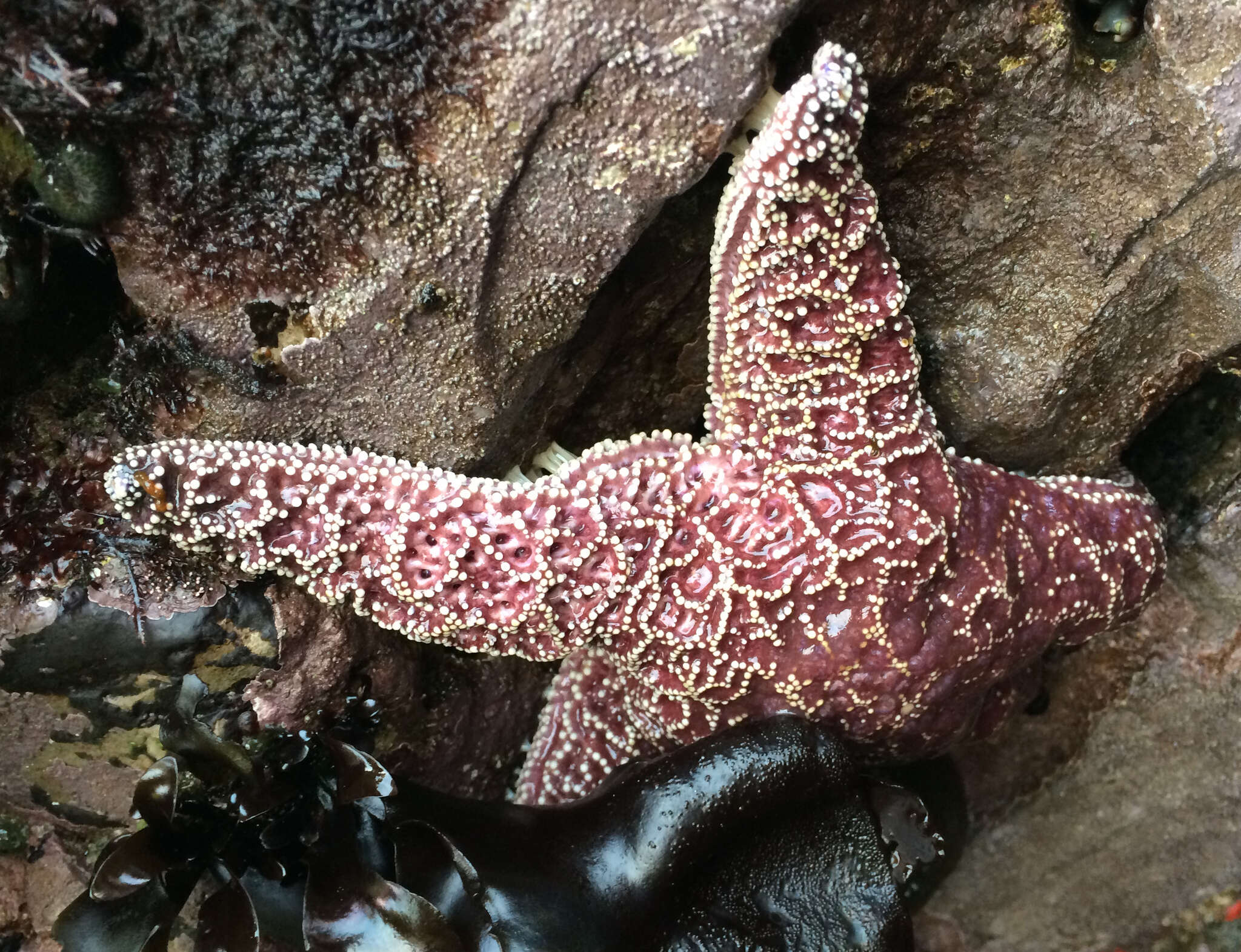 Image of ochre sea star