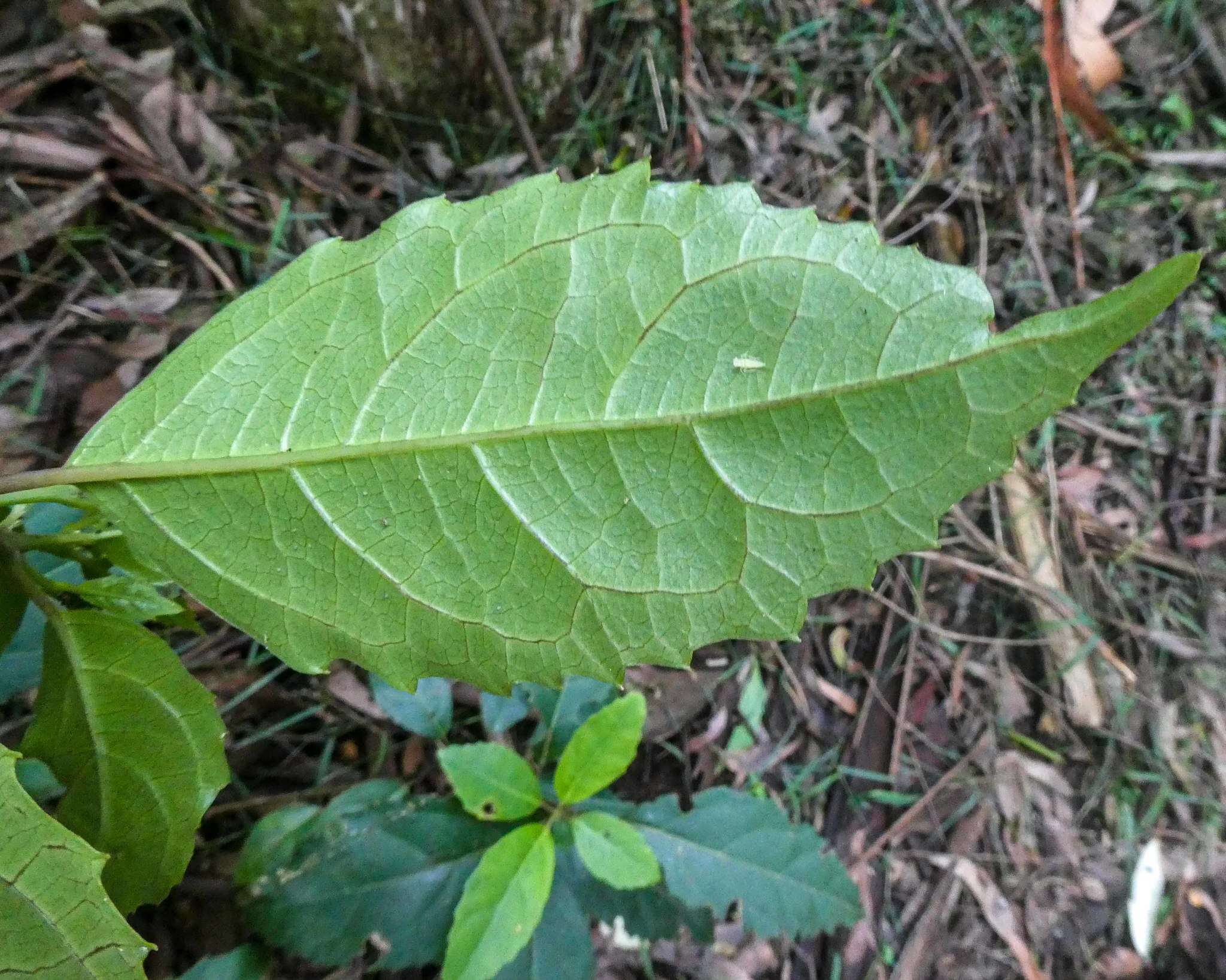 Image of Hedycarya angustifolia A. Cunn.