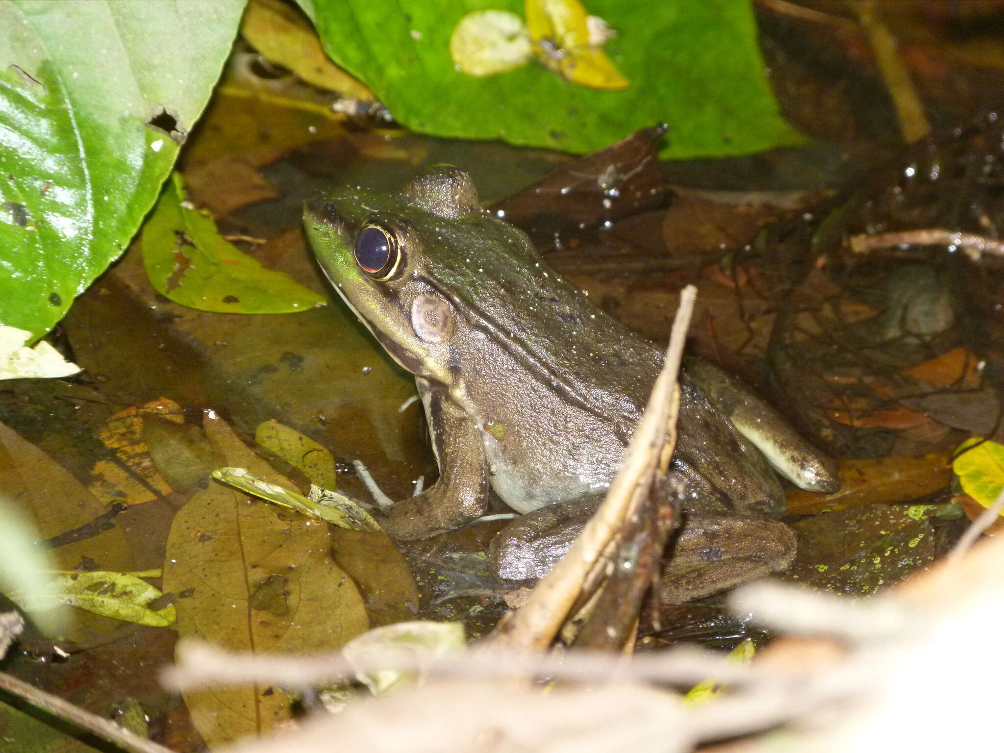 Image of Common Marsh-Frog