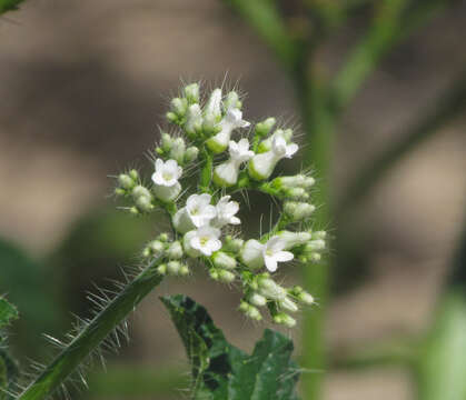 Слика од <i>Cnidoscolus urniger</i>