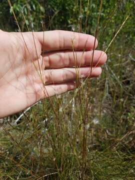 Imagem de Schizachyrium gracile (Spreng.) Nash