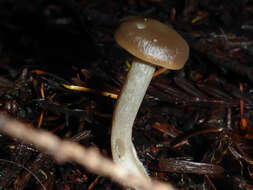 Image of Pseudoclitocybe