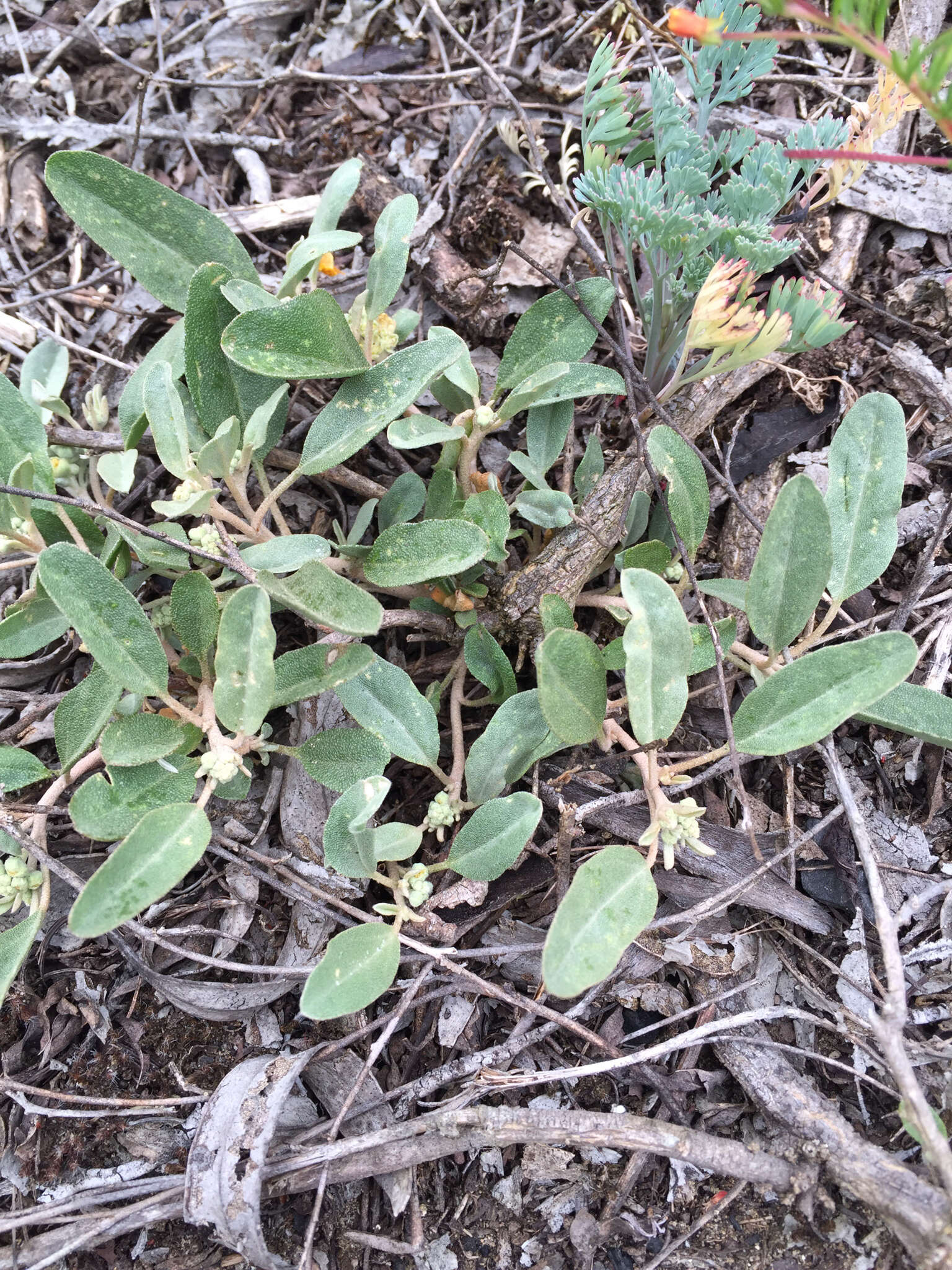 Слика од Croton californicus Müll. Arg.